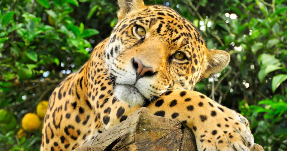 Xcaret vs. Xel-Há: Which Cultural and Eco Park is Best for You