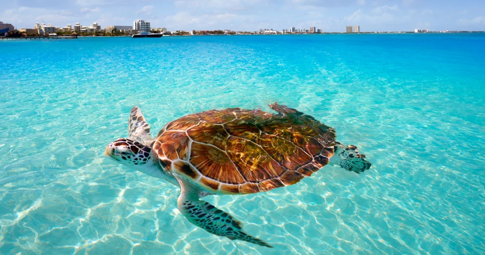 Xcaret vs. Xel-Há: Which Cultural and Eco Park is Best for You